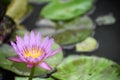 Single dark violet lotus with yellow pollen in a pond on blurred green leaves background. Royalty Free Stock Photo