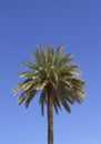 Single date palm Phoenix dactylifera