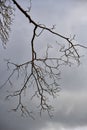 A single dead branch against a cloudy sky Royalty Free Stock Photo