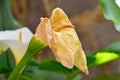 Withered calla in the garden Royalty Free Stock Photo