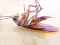 Close-up of cockroach on the foor