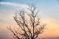 Single Dead dry branch tree on sunset