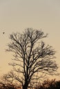Single Dead dry branch tree on sunset. Royalty Free Stock Photo