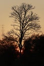 Single Dead dry branch tree on sunset. Royalty Free Stock Photo