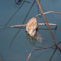 Single dead leaf is gently floating on the surface of a pond Royalty Free Stock Photo