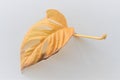 Single dead leaf from monstera adansonii (swiss cheese plant)