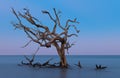 Bare oak tree off Driftwood Beach