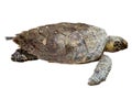 A single dead sea turtle with a striped shell, lying dead Royalty Free Stock Photo