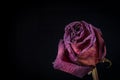 A single dead and shrivelled rose