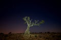 Single dead standing tree at night