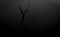 Single dead tree at dawn Royalty Free Stock Photo