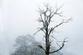 Single dead tree in fog.