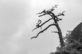 Single dead tree on mountain top