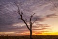 Single dead tree shot at sunset in South Australia Royalty Free Stock Photo