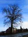 Single decideous tree in early winter sunshine Royalty Free Stock Photo