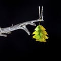 Deciduous leaf - close up