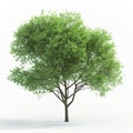 A Single Deciduous Tree With Green Leaves Against A White Background