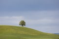 Single deciduous tree on a hill on a spring day in Switzerland Royalty Free Stock Photo