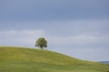 Single deciduous tree on a hill on a spring day in Switzerland