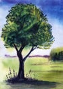 Single deciduous tree with thick green crown and twisting dark trunk on background of sunny glade and bright blue sky