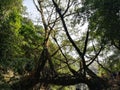 Single decker living root bridge
