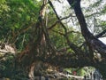 Single decker living root bridge