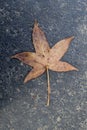 A Single Decomposing Leaf on Pavement Royalty Free Stock Photo