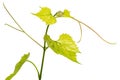 Single decorative branch of fresh grapevine Royalty Free Stock Photo