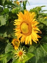 A beautiful sunflower bloom in the garden.