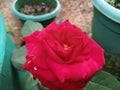 Single deep red rose alone on plant