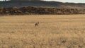 Single deer running in a grassy field surrounded by high rocky mountains