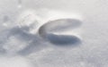 Single Deer Track in Fresh Snow