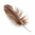 Single Delicate Brown Feather Isolated on White Royalty Free Stock Photo