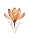 A single, delicate crocus flower is depicted with soft orange Royalty Free Stock Photo