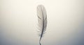 A single, delicate feather stands upright against a minimalist, light gradient background. The Royalty Free Stock Photo