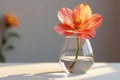 A single, delicate peach blossom in a clear glass vase, bathed in soft sunlight, casts a gentle shadow on a pristine white surface Royalty Free Stock Photo