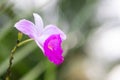 single delicate pink and fuchsia orchid
