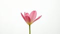 Single Delicate Pink Rain Lily Flower on White Background Royalty Free Stock Photo