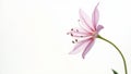 Single Delicate Pink Rain Lily Flower on White Background Royalty Free Stock Photo