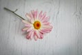 Single delicate pink and white daisy displayed on white background Royalty Free Stock Photo