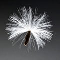 A Single Delicate Seed Taking Flight Royalty Free Stock Photo