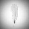 A single, delicate white feather is centered on a gray background. The feather\'s fine barbs and Royalty Free Stock Photo