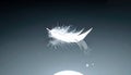 Delicate White Feather on a Reflective Surface Royalty Free Stock Photo