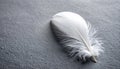 Gentle White Feather on a Textured Gray Surface Royalty Free Stock Photo