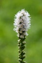 Single Dense blazing star or Liatris spicata flowering plant with single tall spike of white flowers starting to open and bloom Royalty Free Stock Photo