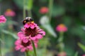 Single detailed bee collects nectar from pink flower in garden Royalty Free Stock Photo