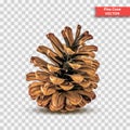 Single detailed pine cone isolated on transparent background. Object Decor for New Year and Christmas. Realistic Vector Illustrati