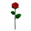 Single Detailed Rose Vector Illustration