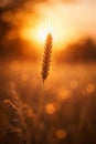 Golden Wheat Ear in Sunset Light â Rural Harvest Concept AI-GENERATED Royalty Free Stock Photo