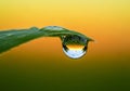 A single dew drop clings to Royalty Free Stock Photo